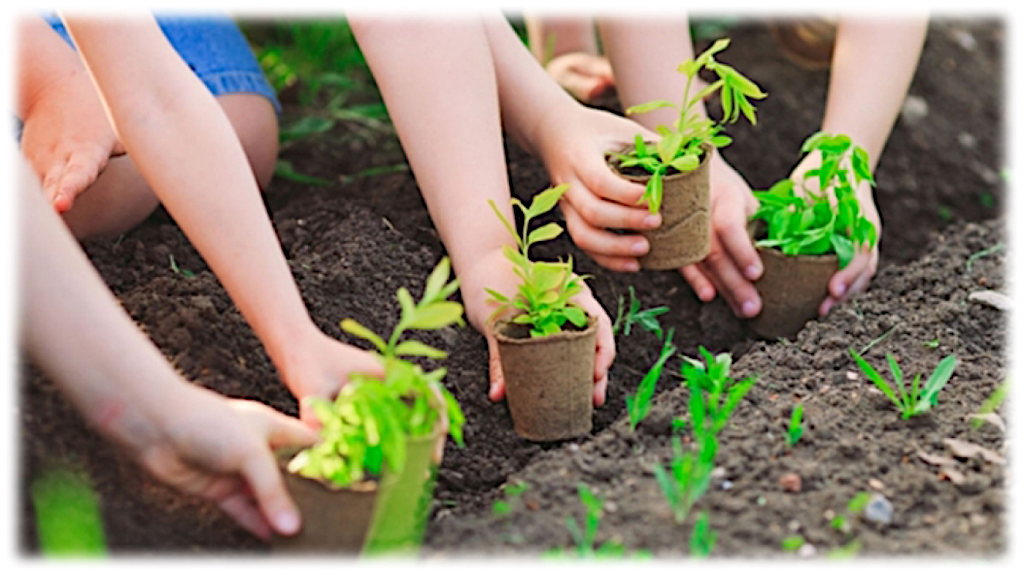 Ngành giáo dục tiếp tục tổ chức phong trào trồng cây xanh